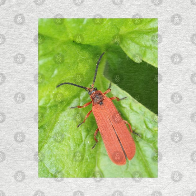 Red net-winged beetle - Dictyoptera simplicipes by SDym Photography